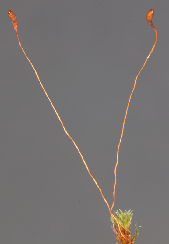 Amblyodon dealbatus